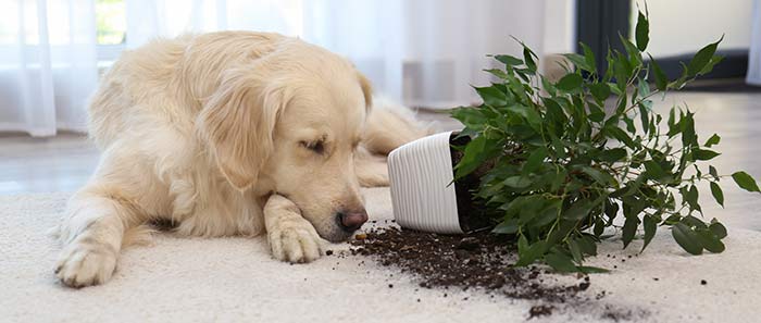 Un terreau dangereux pour les chiens