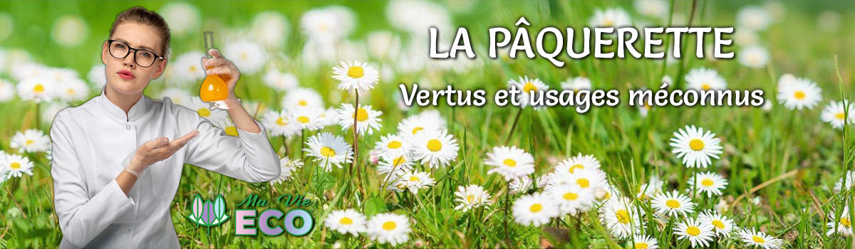 L' Enquête de Ma Vie Eco │ La pâquerette, vertus et usages méconnus