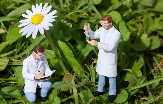 Vertus médicinales de la pâquerette